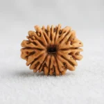 Nepal Origin 12 Mukhi Rudraksha (17–22 mm)