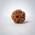 Nepal Origin 3 Mukhi Rudraksha (17–22 mm)