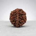 Nepal Origin 2 Mukhi Rudraksha (17–22 mm)