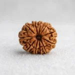 Nepal Origin 11 Mukhi Rudraksha (17–22 mm)