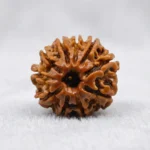 Nepal Origin 10 Mukhi Rudraksha (17–22 mm)