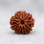 Nepal Origin 9 Mukhi Rudraksha (17–22 mm)