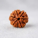 Nepal Origin 6 Mukhi Rudraksha (17–22 mm)