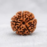 Nepal Origin 5 Mukhi Rudraksha (17–22 mm)