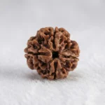 Nepal Origin 4 Mukhi Rudraksha (17–22 mm)