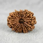 Nepal Origin 14 Mukhi Rudraksha (17–22 mm)