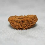 Nepal Origin 1 Mukhi Rudraksha (17–22 mm)