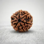 Nepal Origin 7 Mukhi Rudraksha (17–22 mm)