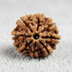 Nepal Origin 8 Mukhi Rudraksha (17–22 mm)