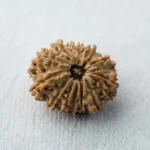 Nepal Origin 13 Mukhi Rudraksha (17–22 mm)