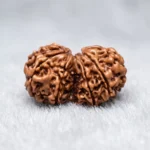 Nepal Origin Gauri Shankar Rudraksha (17–22 mm)