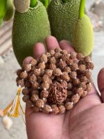 5 Mukhi Rudraksha Mala (108+1 Beads) - Image 3
