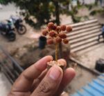 Rudraksha Tree (Original Beads) - Image 2