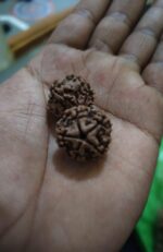 Nepal Origin 5 Mukhi Rudraksha (17–22 mm) - Image 2