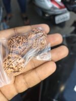 Nepal Origin 5 Mukhi Rudraksha (17–22 mm) - Image 3
