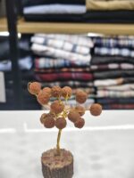 Rudraksha Tree (Original Beads) - Image 3
