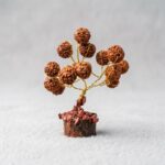 Rudraksha Tree (Original Beads)